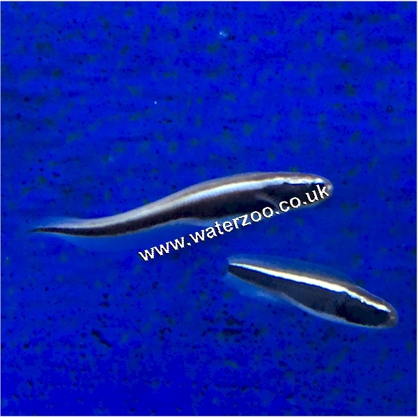Worm Goby The WaterZoo Tropical fish marine fish & aquariums